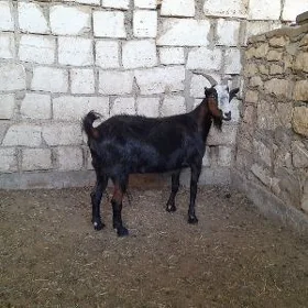 Gysyr geci