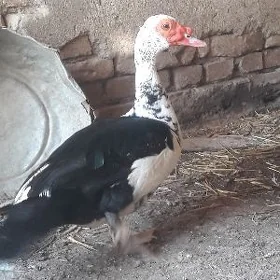 еркек мускус