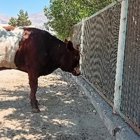 öküz gacar