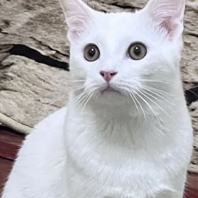 pişik