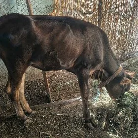 göle
