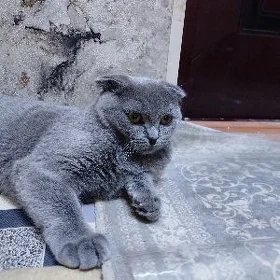 parodali pişik