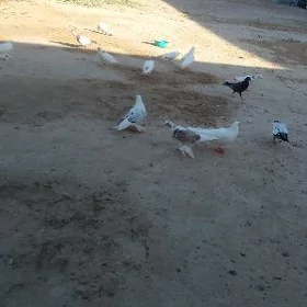 Kepderi
