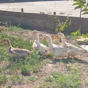 ÖrdekÖrdek