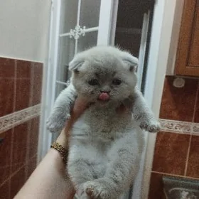 шотландские котята