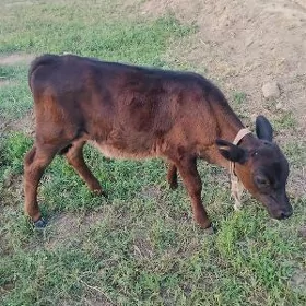 sygyr