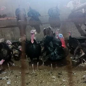 ınduk makı
