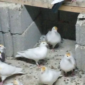 кепдери