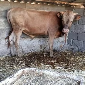 Öküz