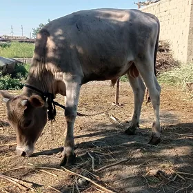 öküz