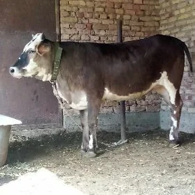 Gibrit Tohum Tüwe 1 ýaş 7 aý