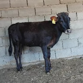 ŠWES TUWE