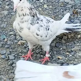 kepderi