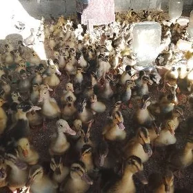 induk ördek towuk Taşkent