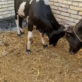 окуз