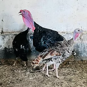 Indýuklar