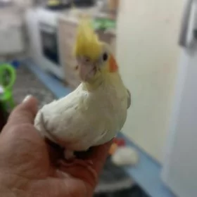 карела karela popugay попугай