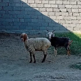 geçi goýun