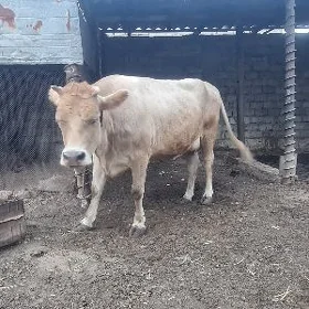 goleli sygyr