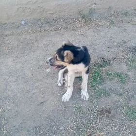 güjik