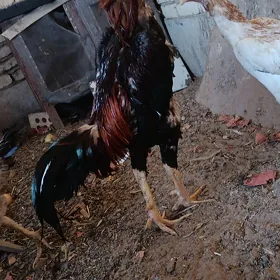 Taşkent