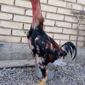 TAŞKENT