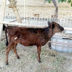 Göle
