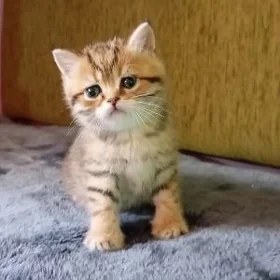 Шотландская шиншилла
