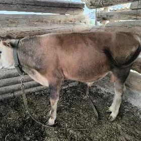 Öküz