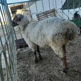 Goç