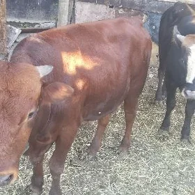 Õkiz 1 yasap geçen
