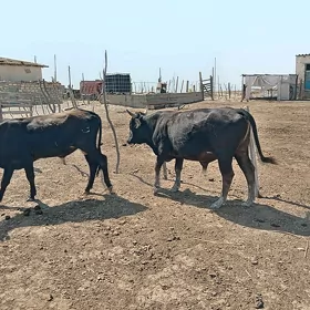 Ökuz
