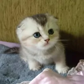 Шотландские шиншиллы