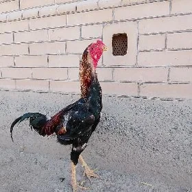 horaz