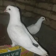 ak kepderi