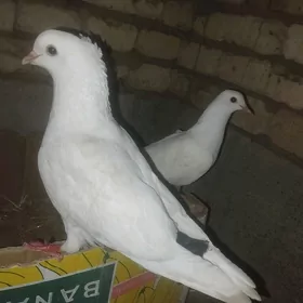 ak kepderi