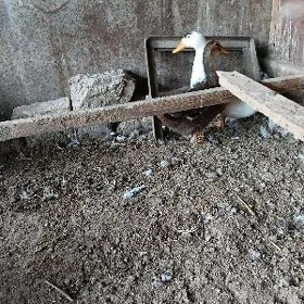 gak gak ordek
