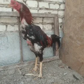 Taşkent baysowy