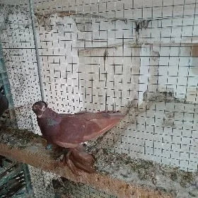 kepderi
