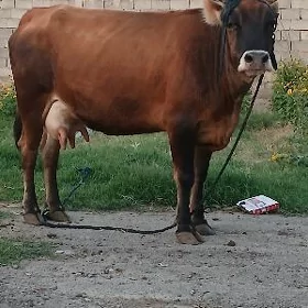 göle sygyr
