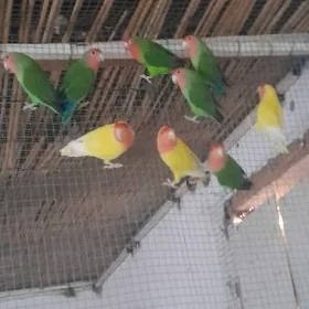 popugay