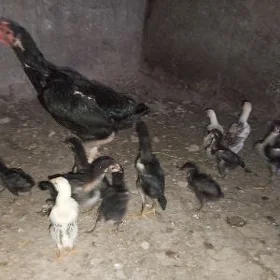 bayes maki cuyjeleri bilen