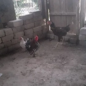 towuklar