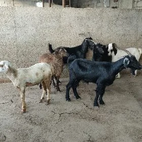 DOG GEÇI WE BERRE