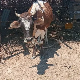 satılık gölgeli sygr