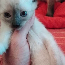 сиамские котята