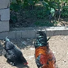 Marans fransuz towuk tohumydyr
