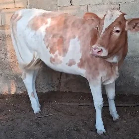 Tüwe
