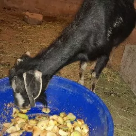 geci
