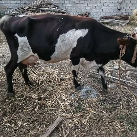 Sutli sygyr